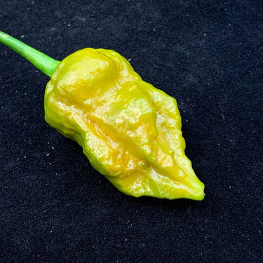 7 Pot Slimer - Seeds - The Pepper Pantry (Formerly Marie Sharp's)